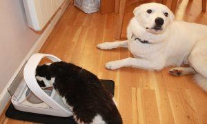 Cat And Dog With Feeder