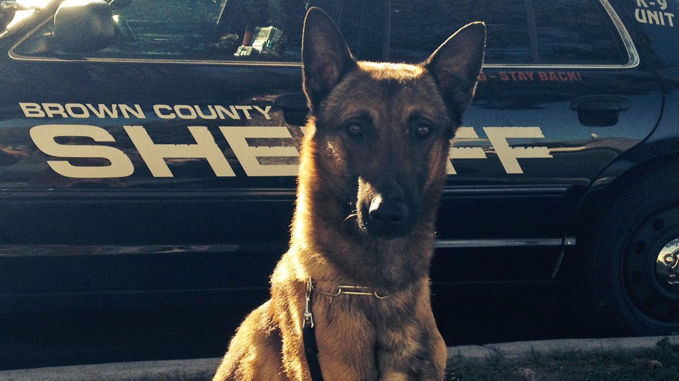 Undated Photo Of Wix,  Brown County Sheriff'S Department K-9. Credit: Brown County Sheriff’S Office