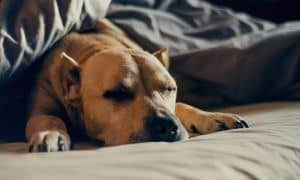 better night's sleep