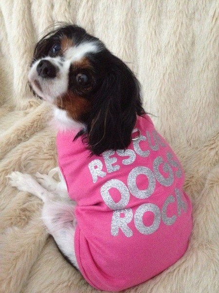Lucy The Rescue Cavalier: A Small Dog with a BIG Dream - The ...