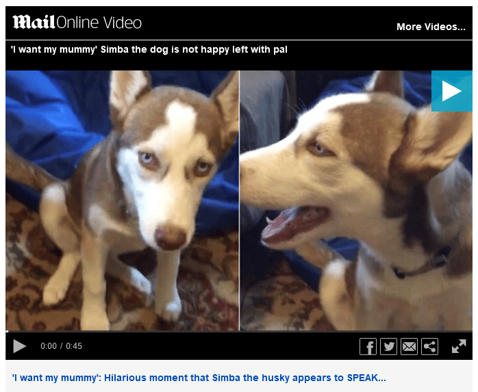 Husky Puppy Tells The Dog Sitter 'I Want My Mommy' - The Dogington Post