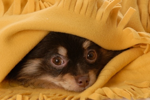 Puppy Hiding Under Blanket