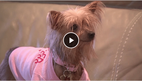 Amazing! Missing Teacup Yorkie Found After 10 Years! - The Dogington Post