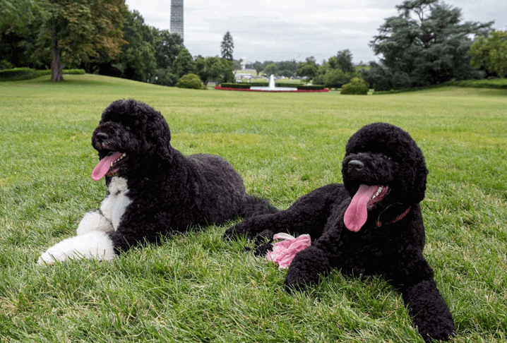 First Dogs, Bo And Sunny Obama. Image Via Pete Souza/Wikimedia