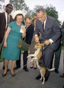 Lbj Caused Quite The Controversy Among Animal Lovers When He Lifted &Quot;Him&Quot; By The Ears. He Later Apologized, Saying He'D Done It For Years And Him Really Seemed To Enjoy It.