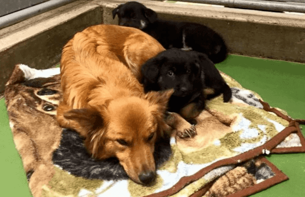 Maggie Was Being Boarded At The Barkers Pet Motel When She Broke Out Of Her Own Kennel To Comfort Two Puppies On Their First Night In Foster Care.