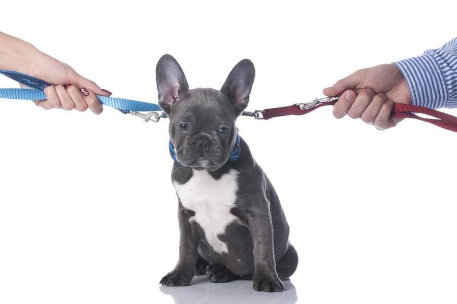 Who Keeps the Dog in a Divorce? The Dogington Post