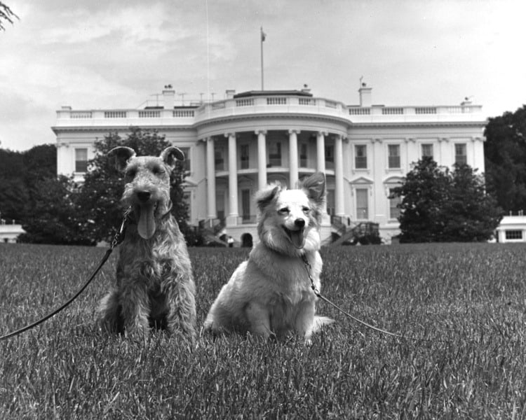 Whitehousedogs