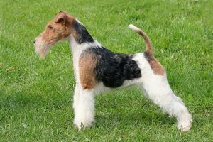 The Wire Fox Terrier Has Won Best In Show More Than Any Other Breed To Compete.