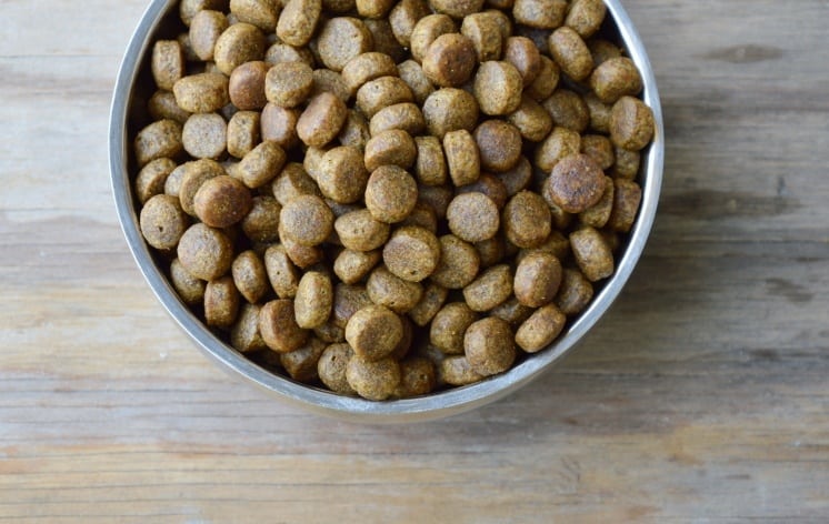 Dog Food In Circle Stainless Bowl