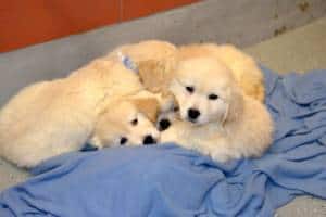 Some Of The Puppies Resting After Their Rescue. Via Paramus Police Dept.