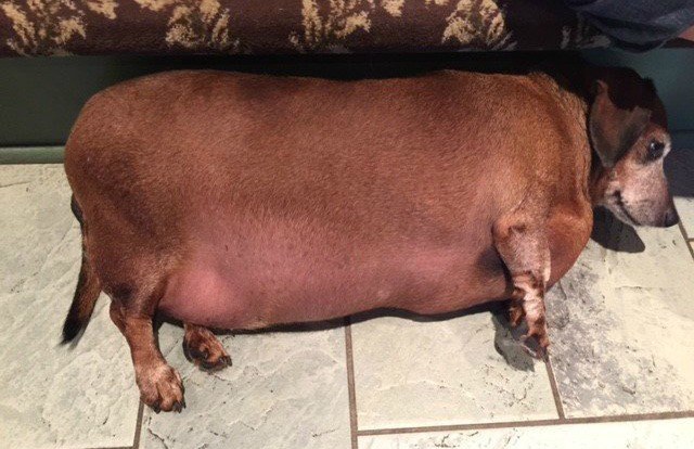 A Severely Obese Dog, Vincent Has Lost Over 20 Pounds, Thanks To K-9 Angels Rescue Group, Who Saved Him From The County Shelter.