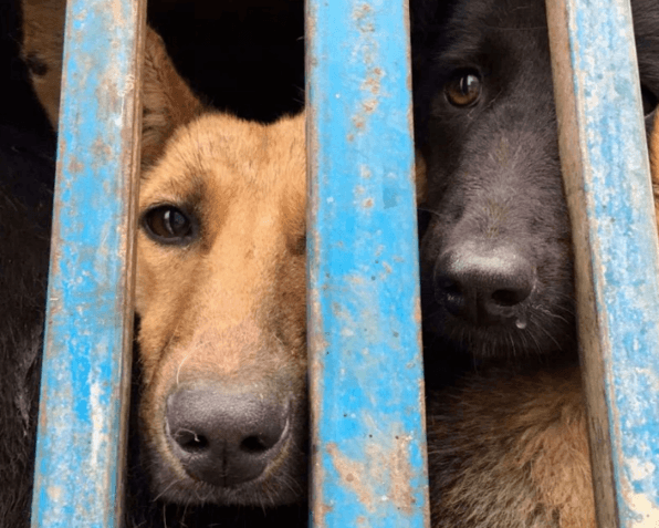 200 Dogs Headed For Slaughter As Part Of The Annual Yulin Dog Meat Festival Were Rescued By Activists. Source: Humane Society International.