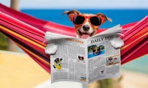 dog days of summer
