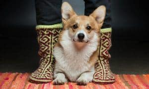 your dog