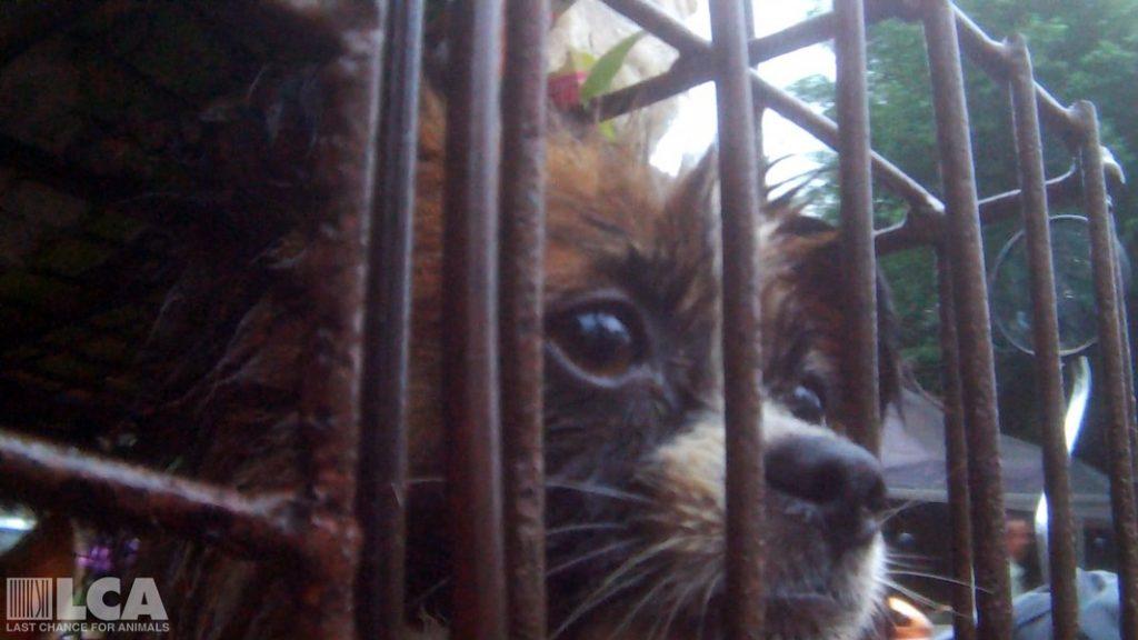 Undercover Video Exposes Severe Cruelty Inside China's Yulin Dog Meat  Festival - The Dogington Post