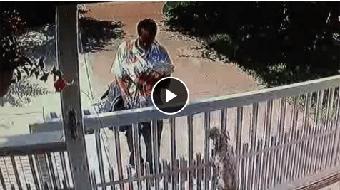 Mailman Caught On Tape Pepper Spraying Dogs Through Fence The Dogington Post