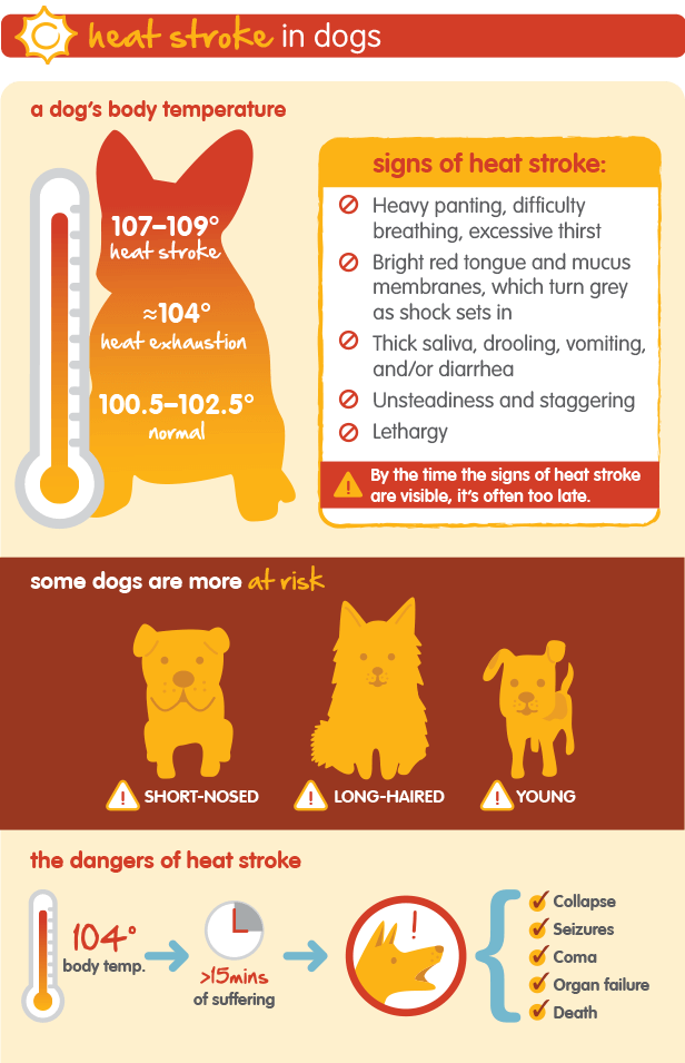 Dtb_Section_04_Infographic_Heat_Stroke
