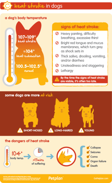 Dtb_Section_04_Infographic_Heat_Stroke