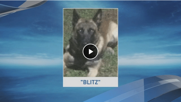 Illinois Police Dog Dies In Hot Patrol Car - The Dogington Post