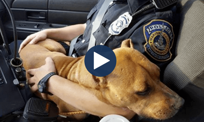 Indianapolis Police Officer Rescues Malnourished Dog During Unrelated ...