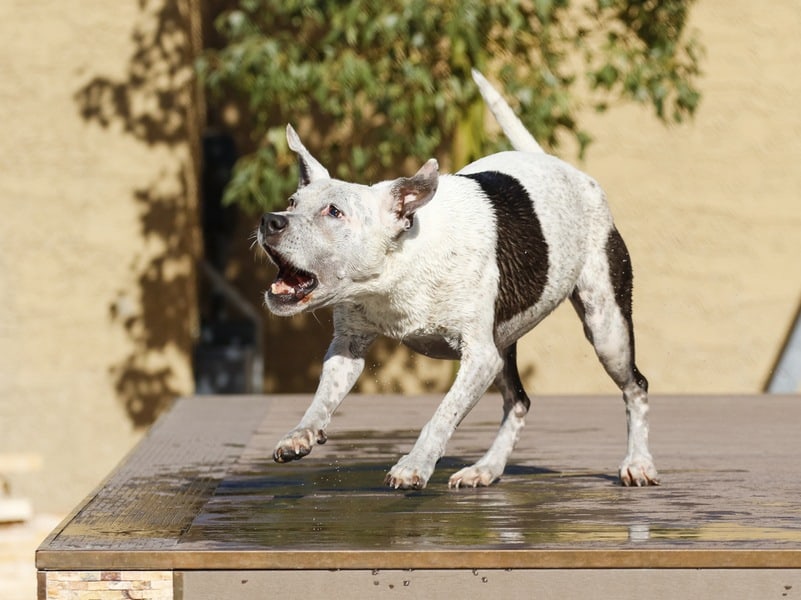 The 6 Reasons Dogs Bark (And How to Make Them Stop