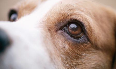 Beagle Eye