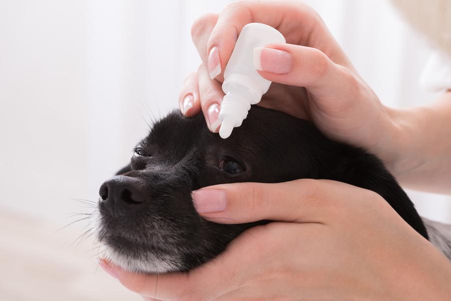 RECALL ALERT: Multiple Pet Eye Drops Recalled Due to Bacteria Contamination  - The Dogington Post