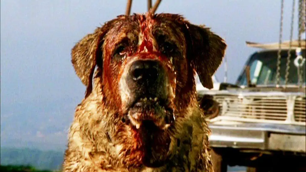 what breed of dog is cujo