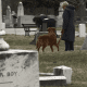 Cemeterydogpark