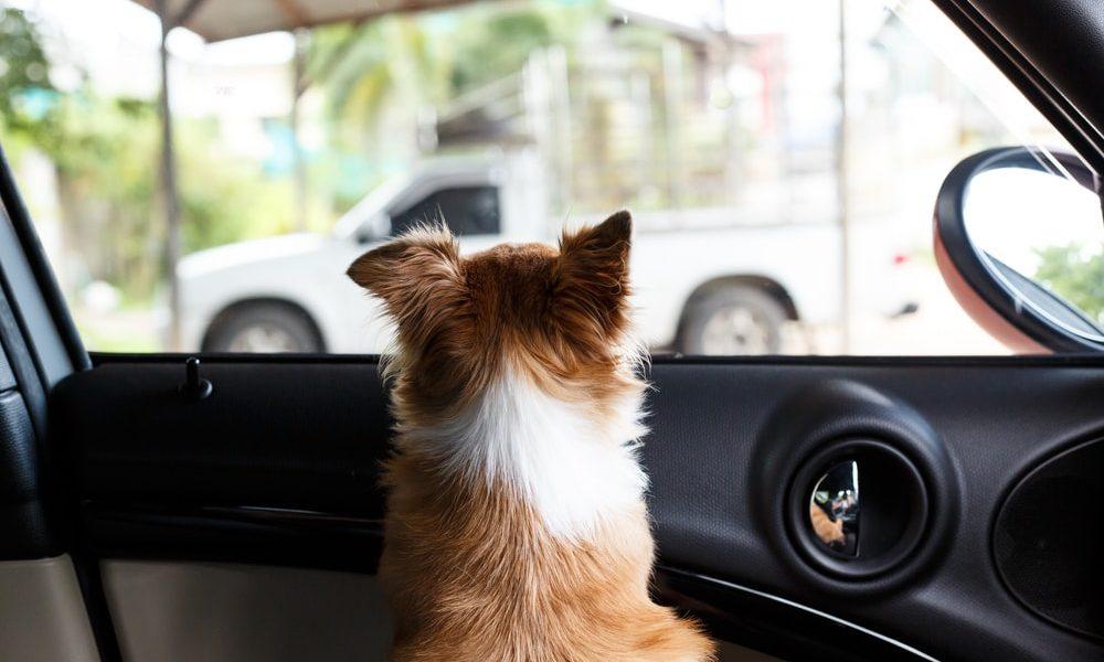 dog-dies-of-heat-exhaustion-locked-inside-parked-car-the-dogington-post