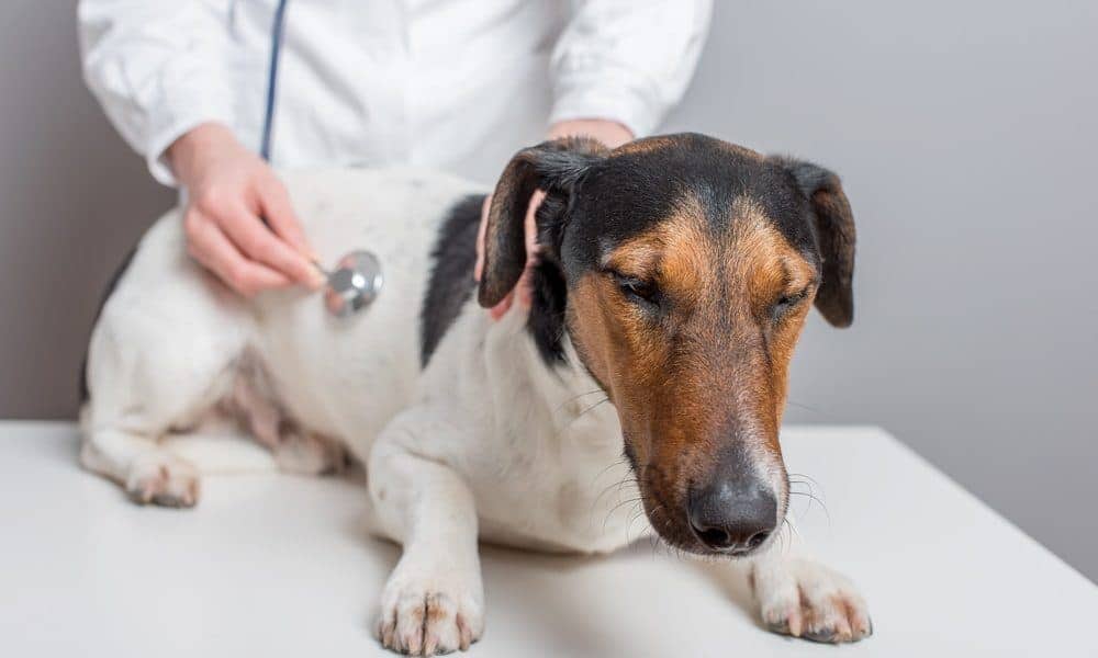 اعراض نقص الكالسيوم عند الكلاب