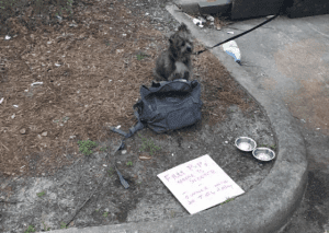 Dog Found Tied to Pole with Note: ‘Free pup. Owner went to jail today’