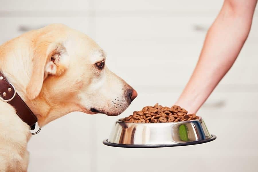 A Guide to Understanding Dog Food Ingredients