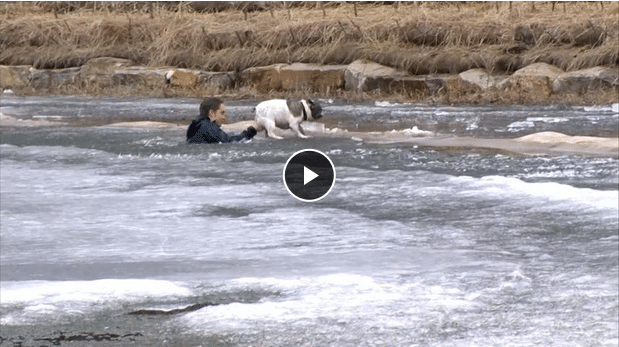 Man Jumps Into Frozen Pond To Rescue Dog Fallen Through Ice - The Dogington Post