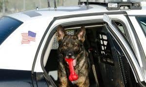 madatory police training on dog encounters