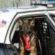 Madatory Police Training On Dog Encounters
