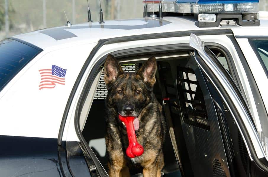 Madatory Police Training On Dog Encounters
