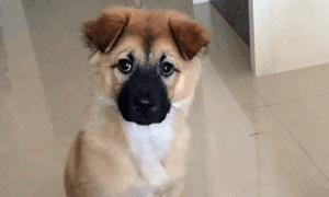 hilarious haircut