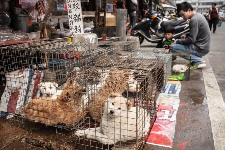 Shenzhen Becomes First Chinese City to Ban Eating Dogs and Cats - The  Dogington Post