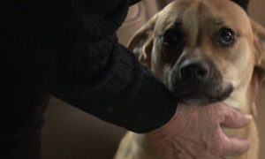 postal worker pepper sprays dog