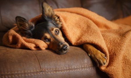 Natural Remedies For Your Stressed Out Dog