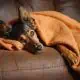 Natural Remedies For Your Stressed Out Dog