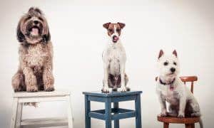 audience dogs