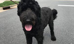 saved dog from house fire