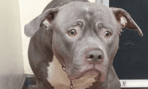 Dog's Face After Realizing She's Been Left at the Shelter