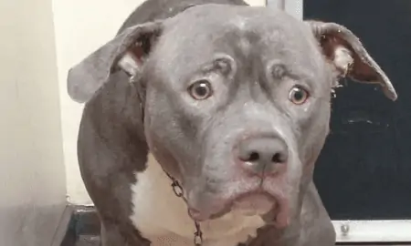 Dog'S Face After Realizing She'S Been Left At The Shelter