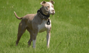 New York's first pit bull k9 officer