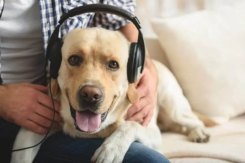 Music Pets Like