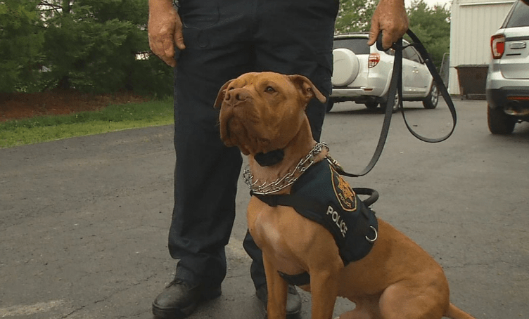 Ohio'S First Pit Bull K9 Officer